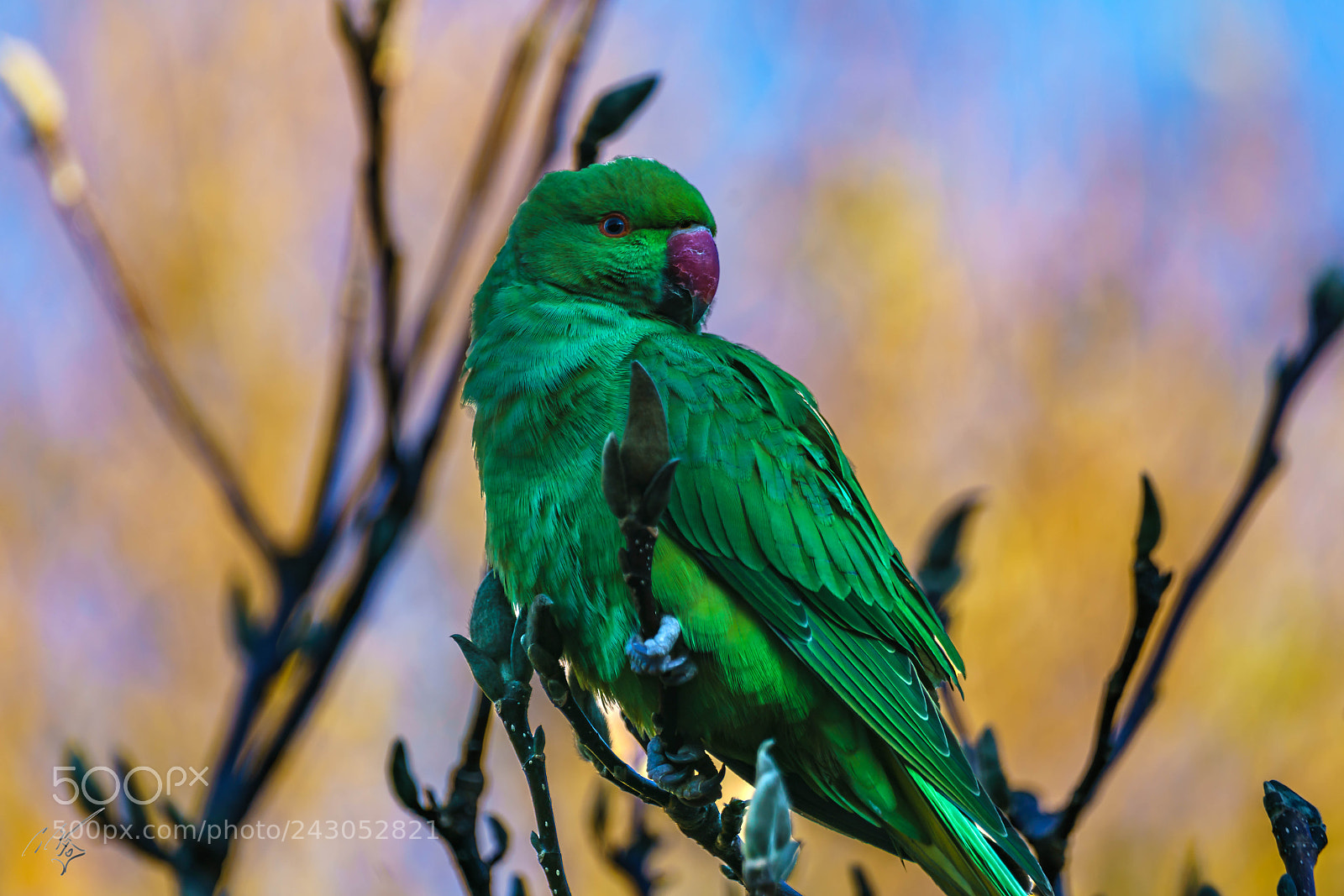 Sony a7R II sample photo. Parakeets back garden jan photography