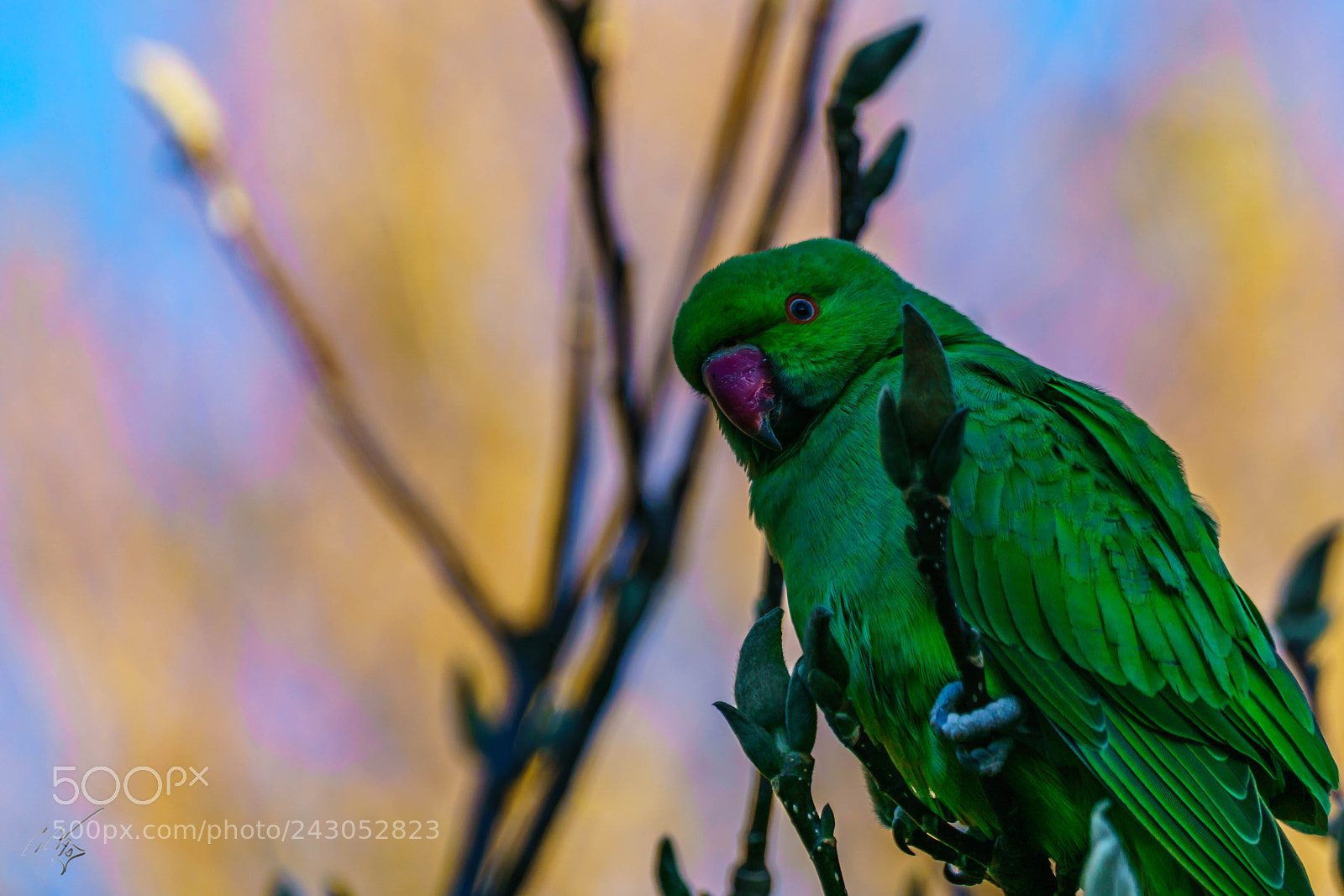 Sony a7R II sample photo. Parakeets back garden jan photography