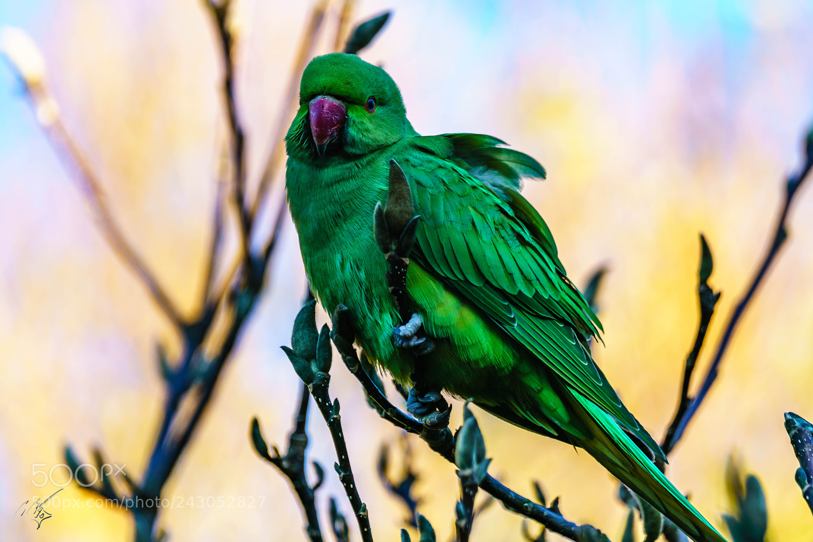 Sony a7R II sample photo. Parakeets back garden jan photography