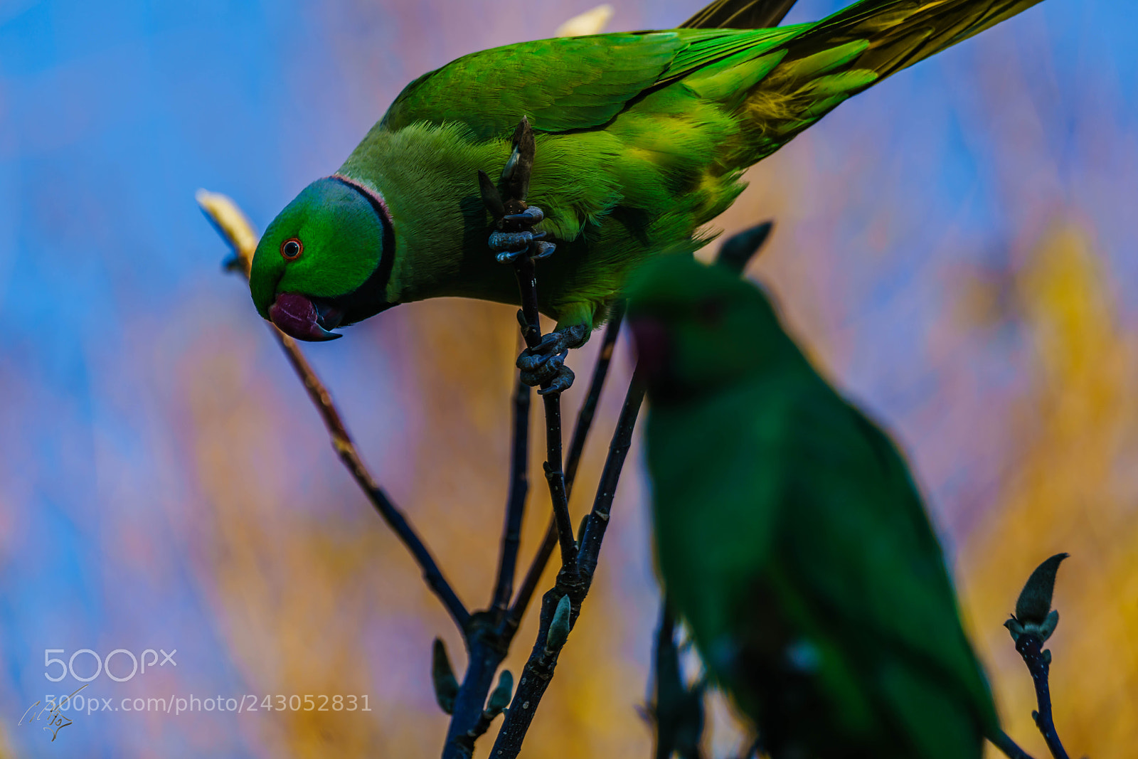 Sony a7R II sample photo. Parakeets back garden jan photography