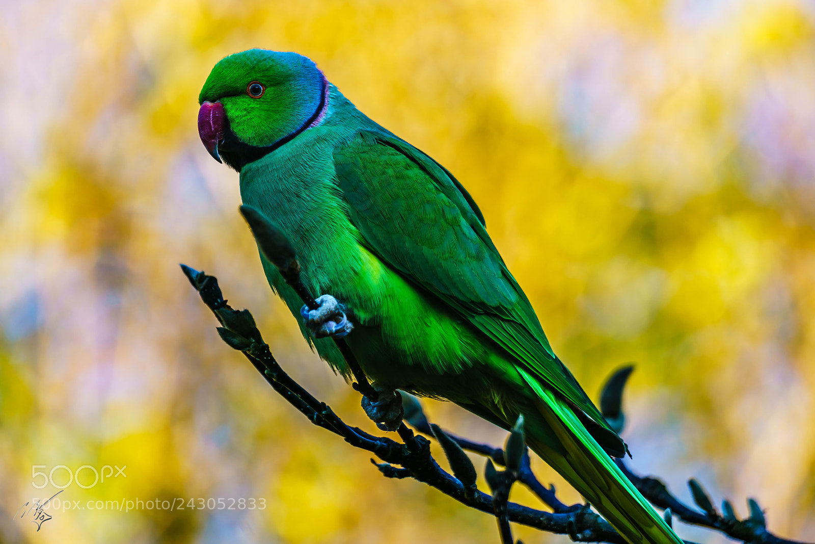 Sony a7R II sample photo. Parakeets back garden jan photography