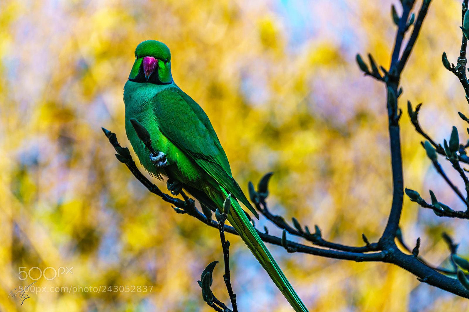 Sony a7R II sample photo. Parakeets back garden jan photography