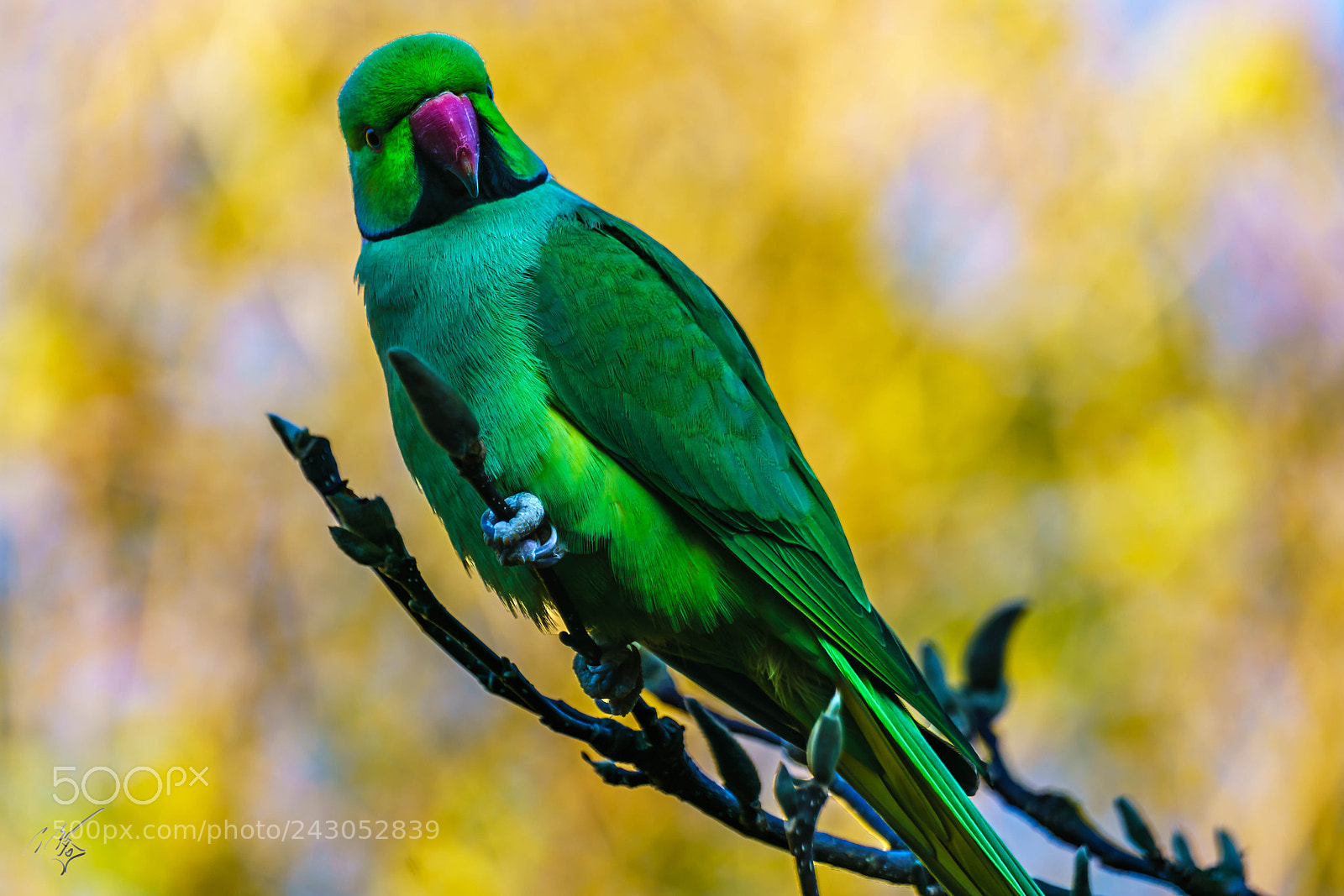 Sony a7R II sample photo. Parakeets back garden jan photography