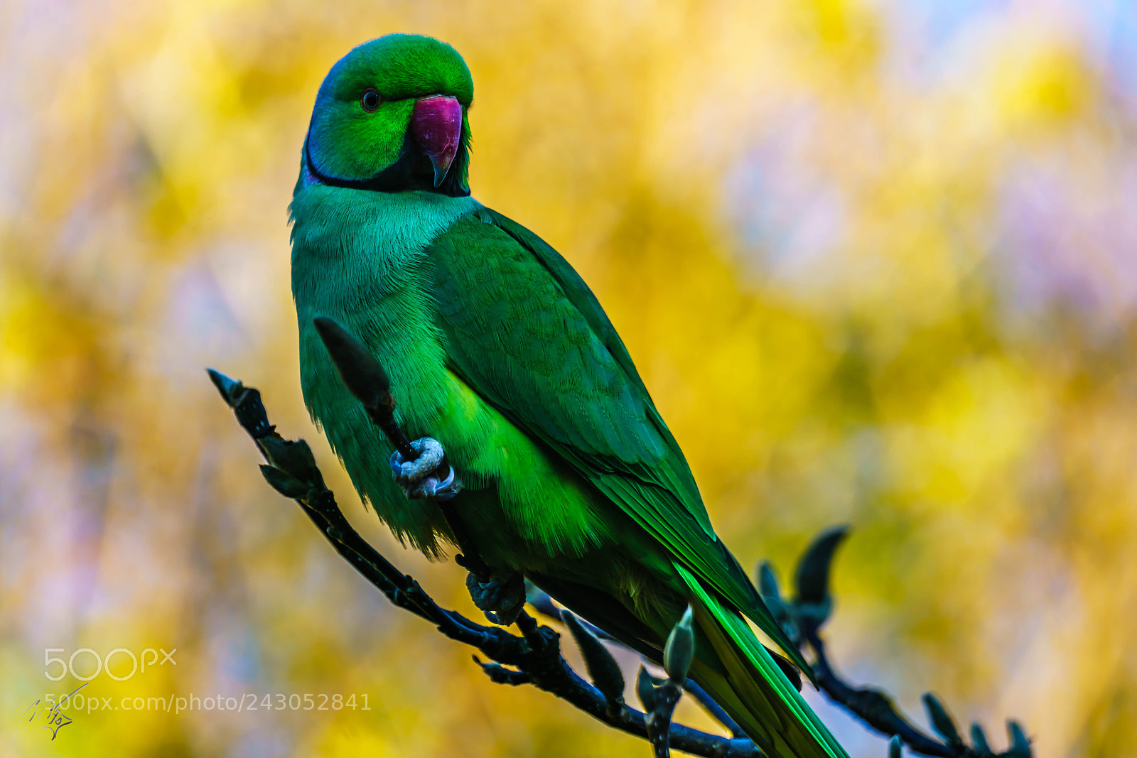 Sony a7R II sample photo. Parakeets back garden jan photography