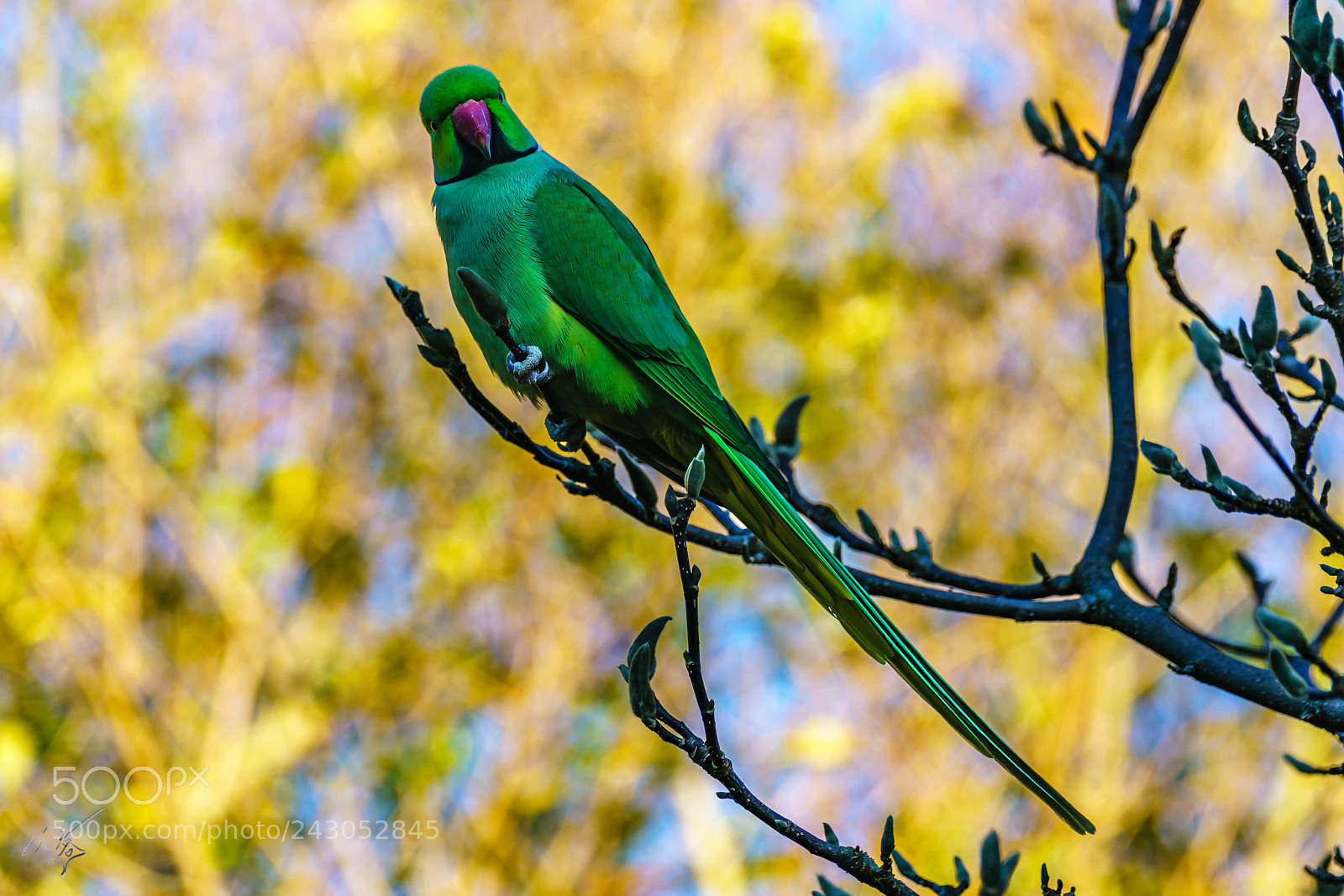 Sony a7R II sample photo. Parakeets back garden jan photography