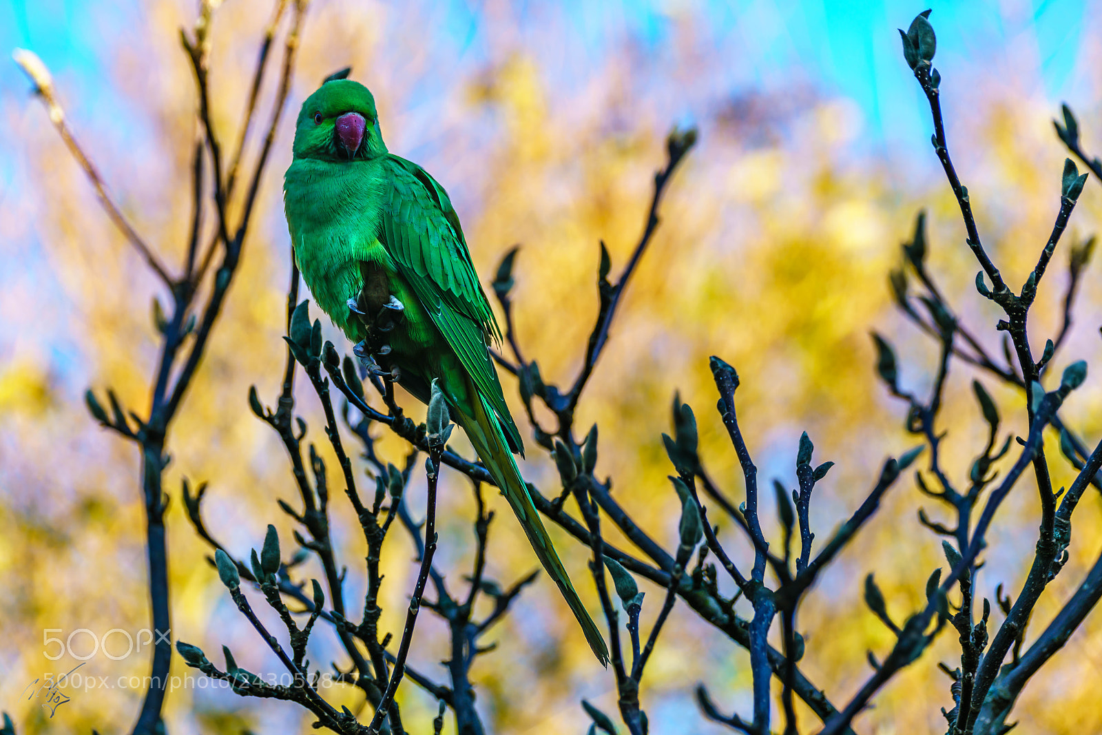 Sony a7R II sample photo. Parakeets back garden jan photography