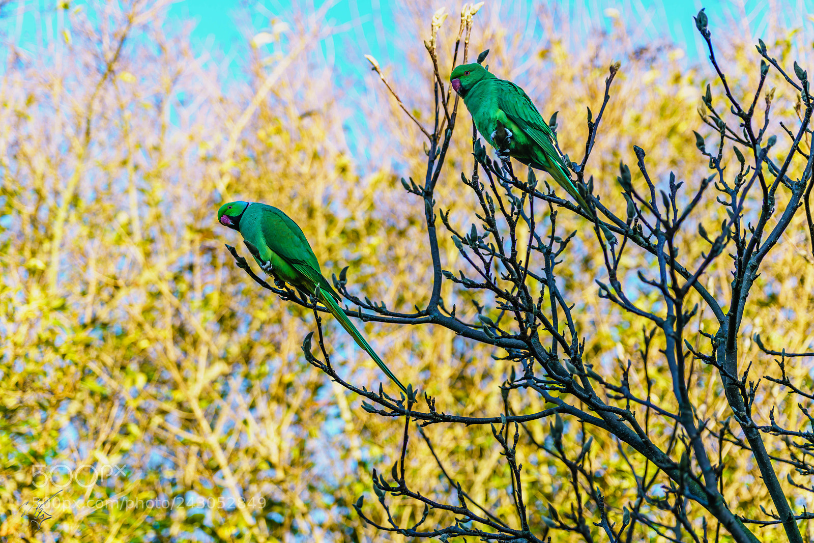 Sony a7R II sample photo. Parakeets back garden jan photography