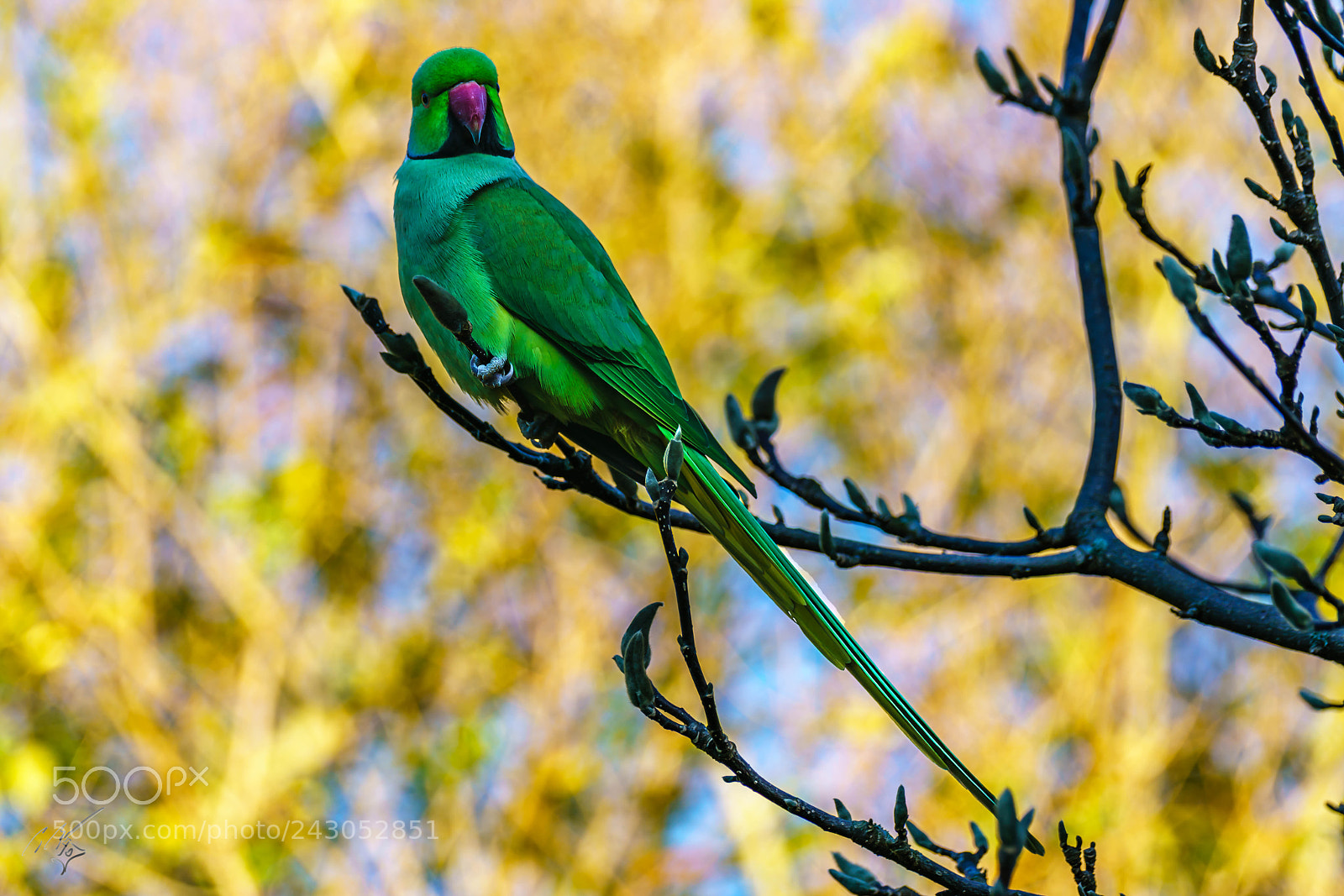 Sony a7R II sample photo. Parakeets back garden jan photography