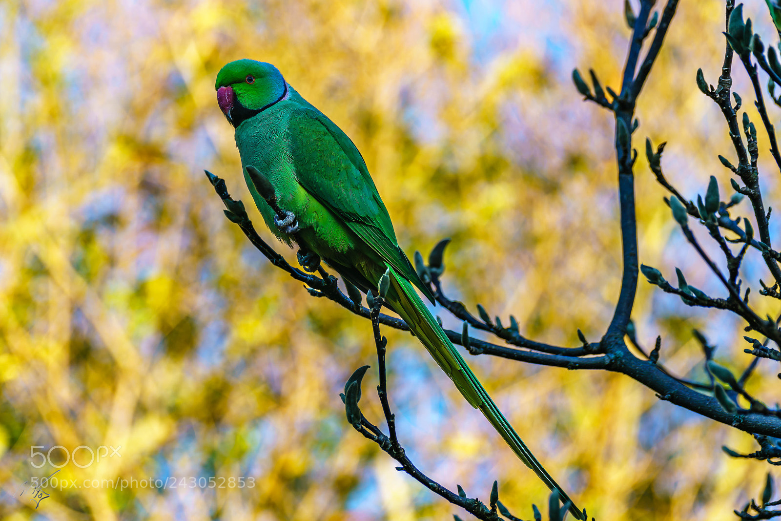 Sony a7R II sample photo. Parakeets back garden jan photography