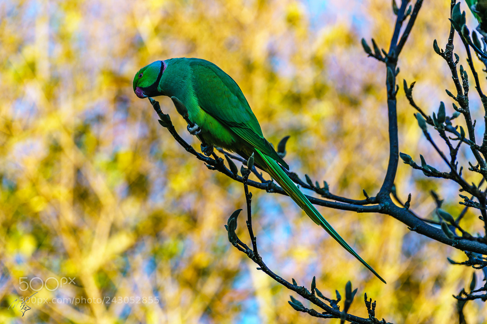 Sony a7R II sample photo. Parakeets back garden jan photography