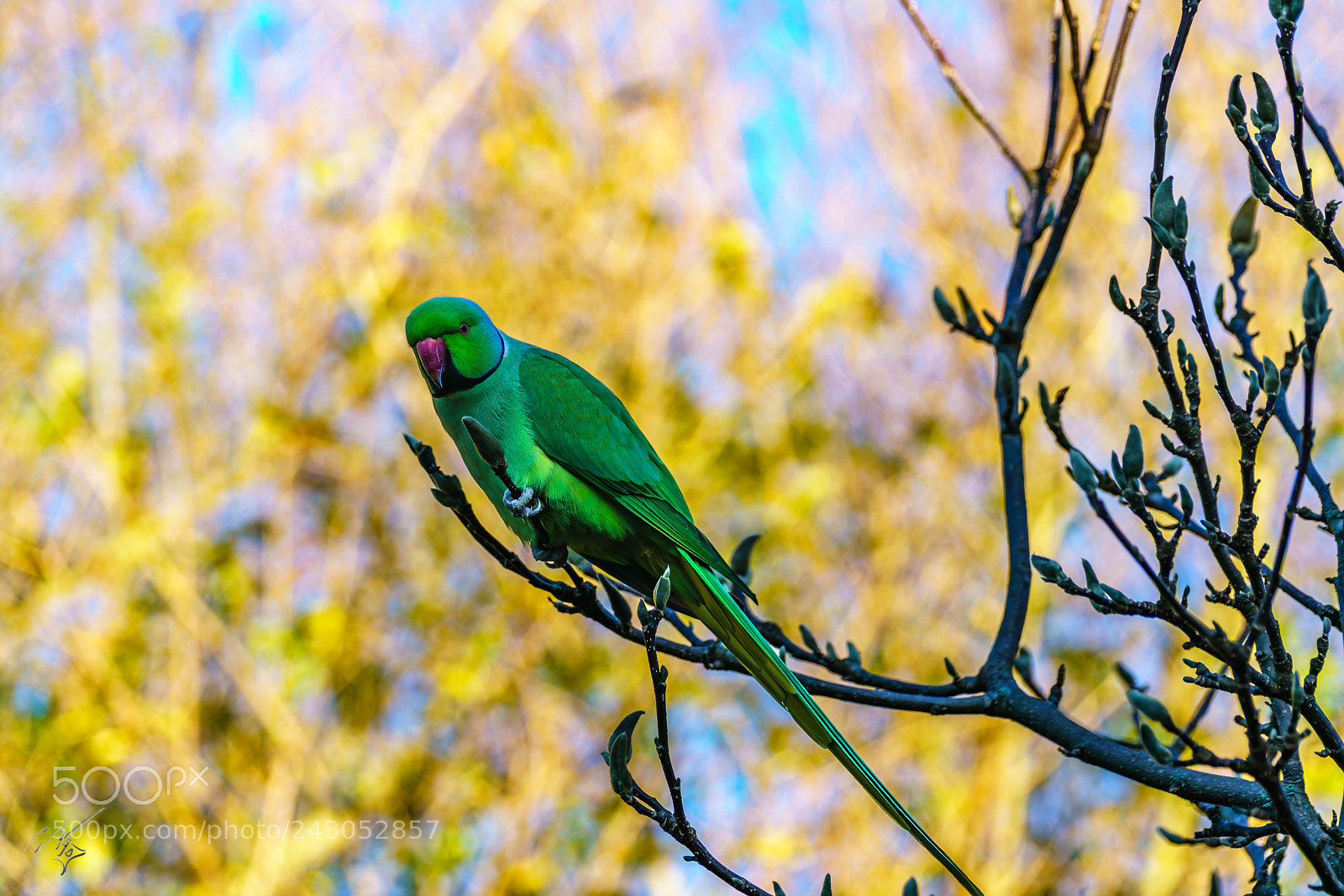 Sony a7R II sample photo. Parakeets back garden jan photography