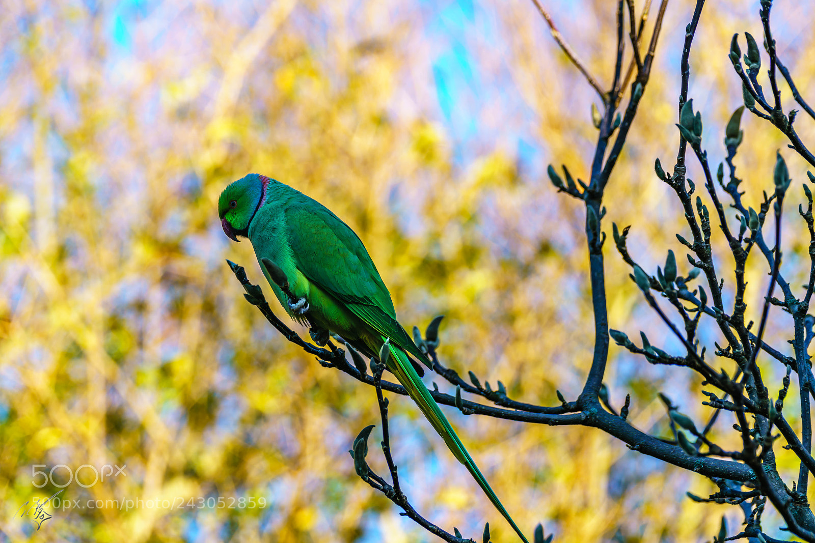 Sony a7R II sample photo. Parakeets back garden jan photography