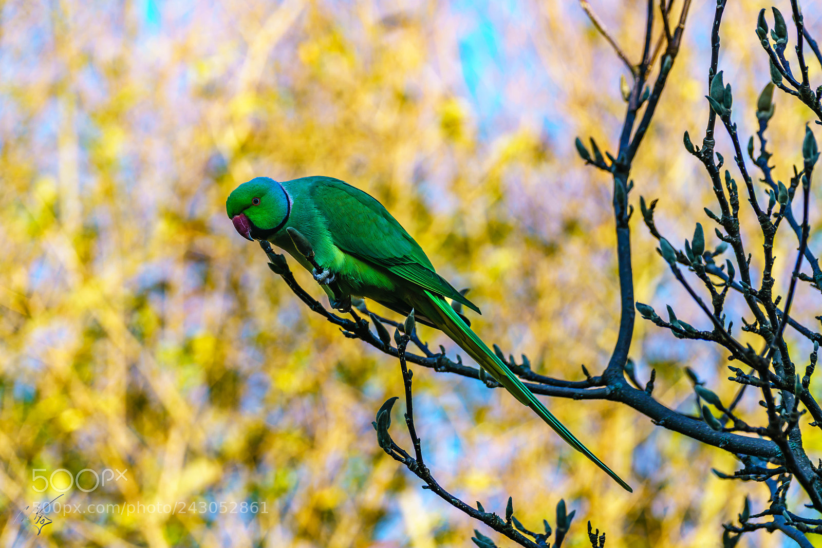 Sony a7R II sample photo. Parakeets back garden jan photography