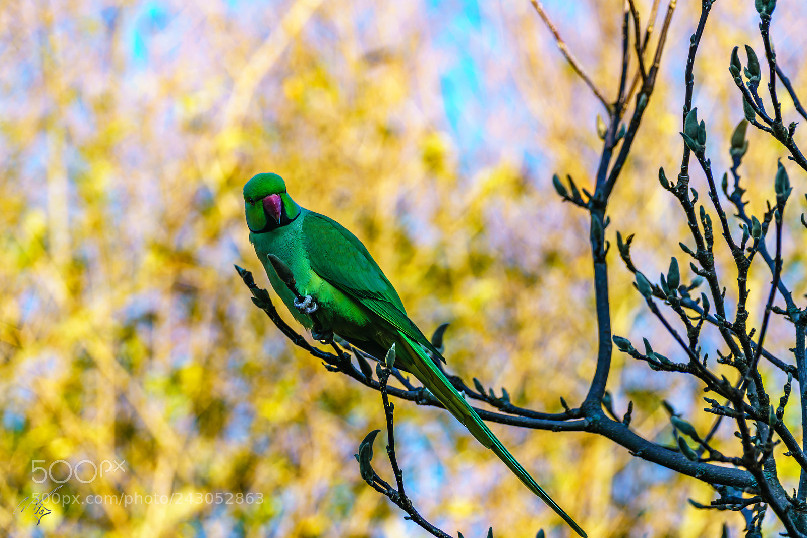 Sony a7R II sample photo. Parakeets back garden jan photography