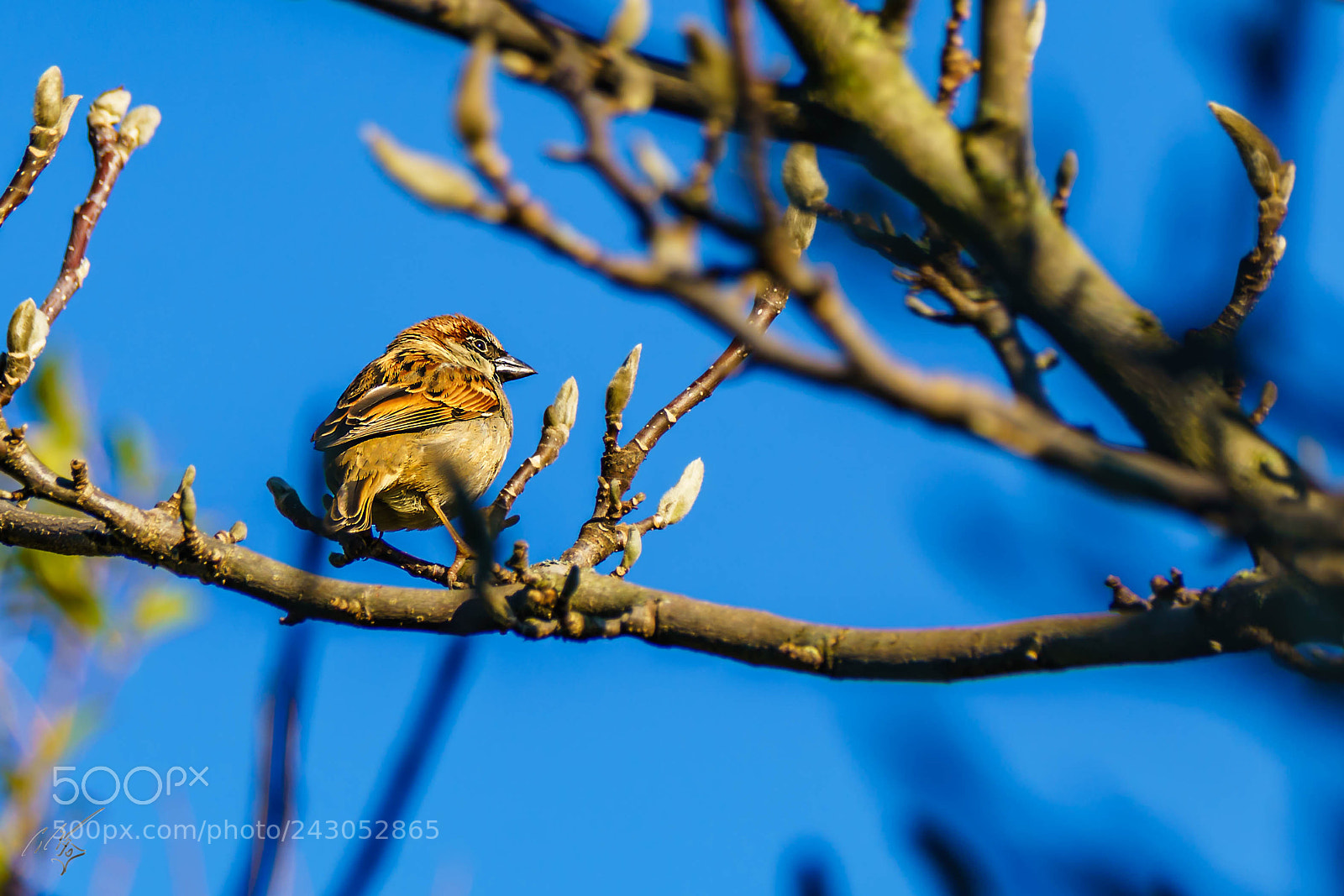 Sony a7R II sample photo. Sparrow back garden jan photography