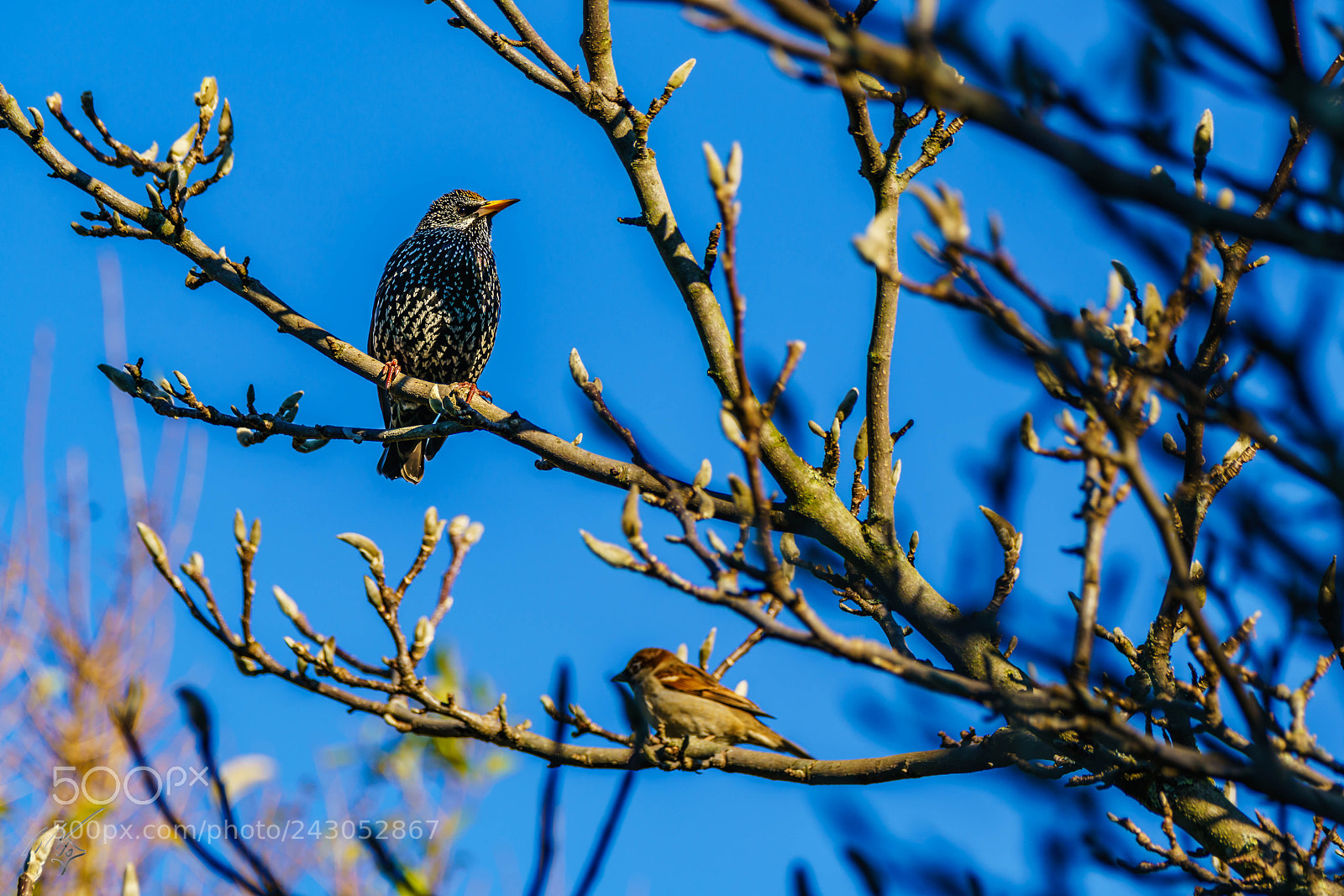 Sony a7R II sample photo. Starling back garden jan photography