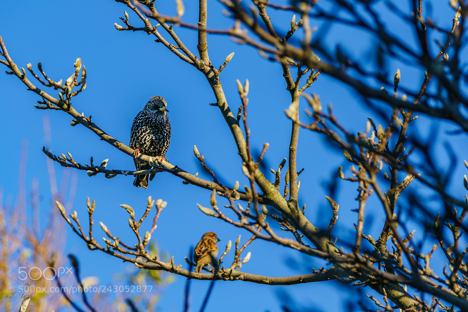 Sony a7R II sample photo. Starling back garden jan photography