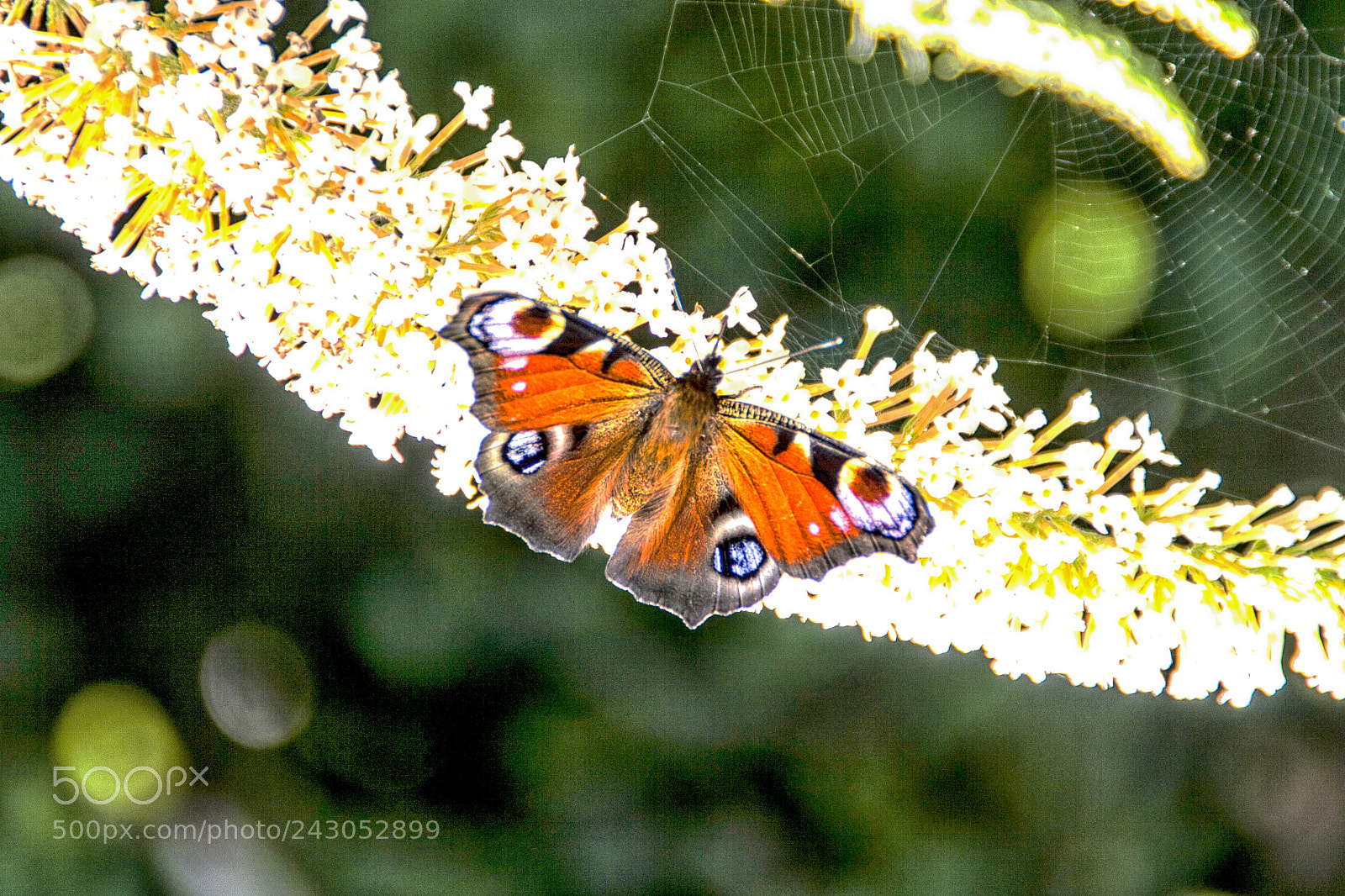 Canon EOS 30D sample photo. Peacock butterfly photography