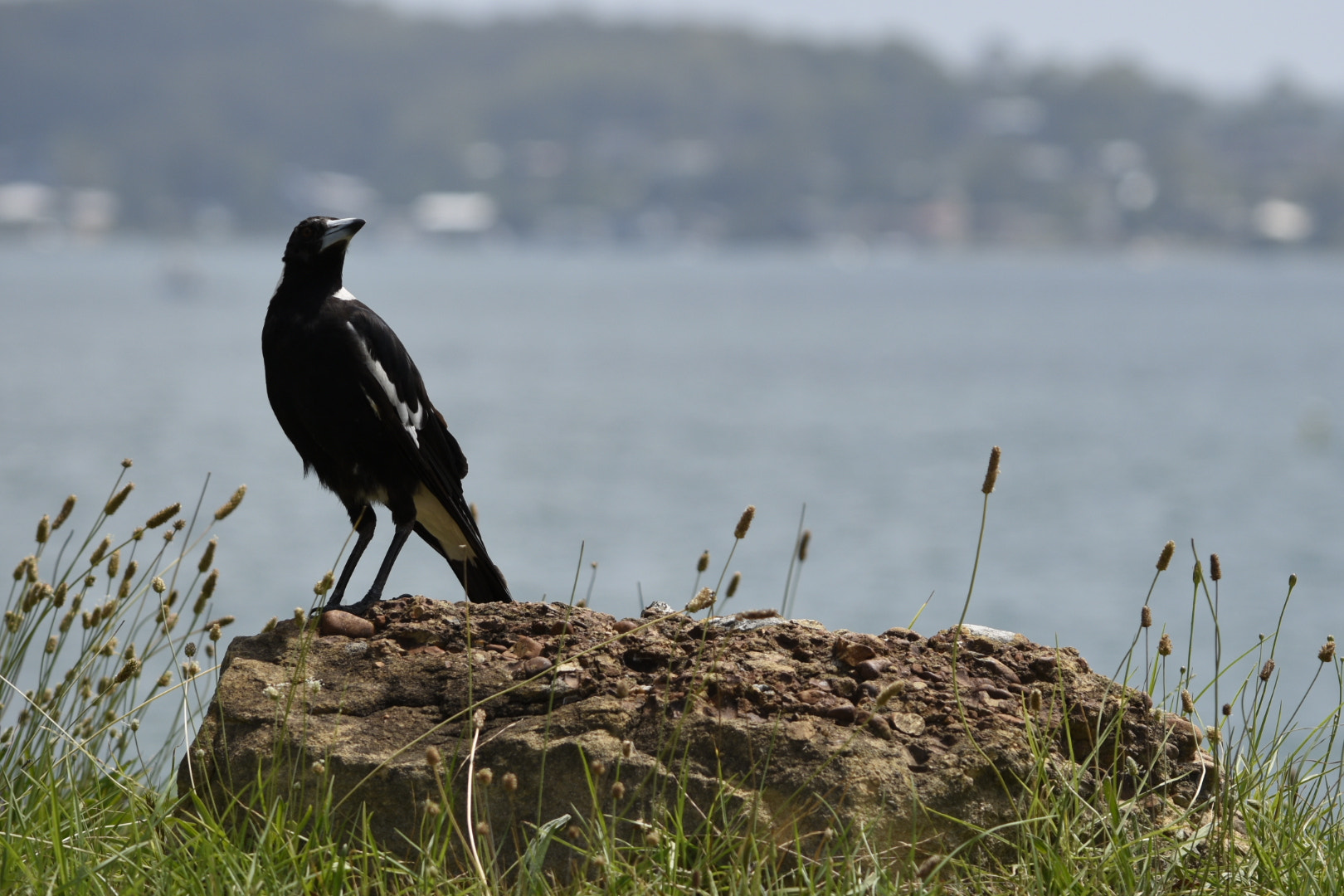 Nikon D5600 sample photo. Majestic photography