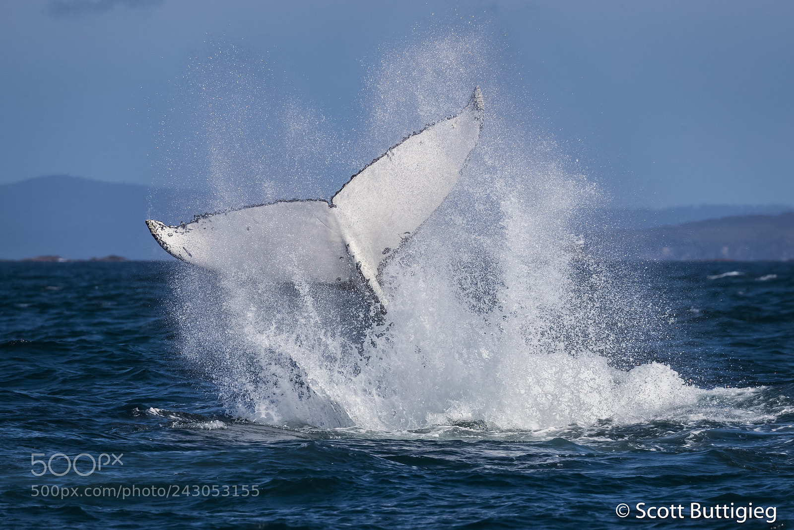 Canon EOS-1D X Mark II sample photo. The fluke photography