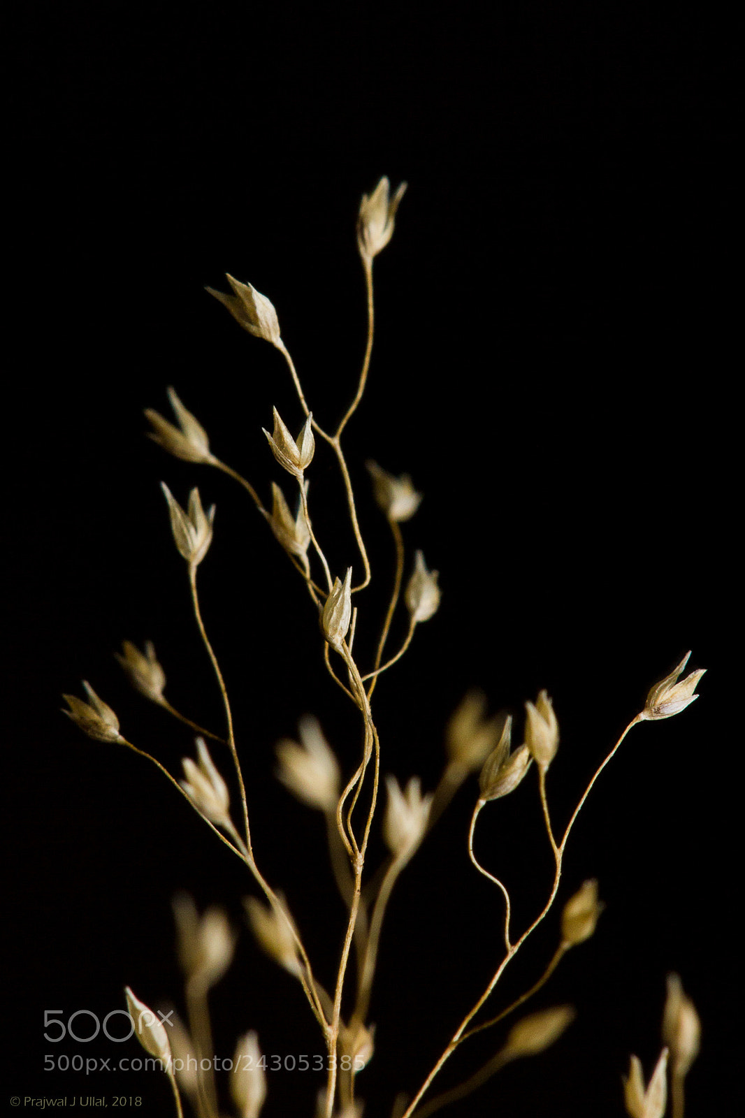 Canon EOS 550D (EOS Rebel T2i / EOS Kiss X4) sample photo. The abstract in nature photography