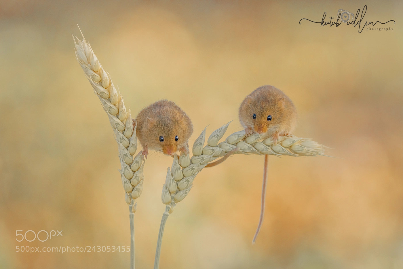 Sony ILCA-77M2 sample photo. Harvest mice photography