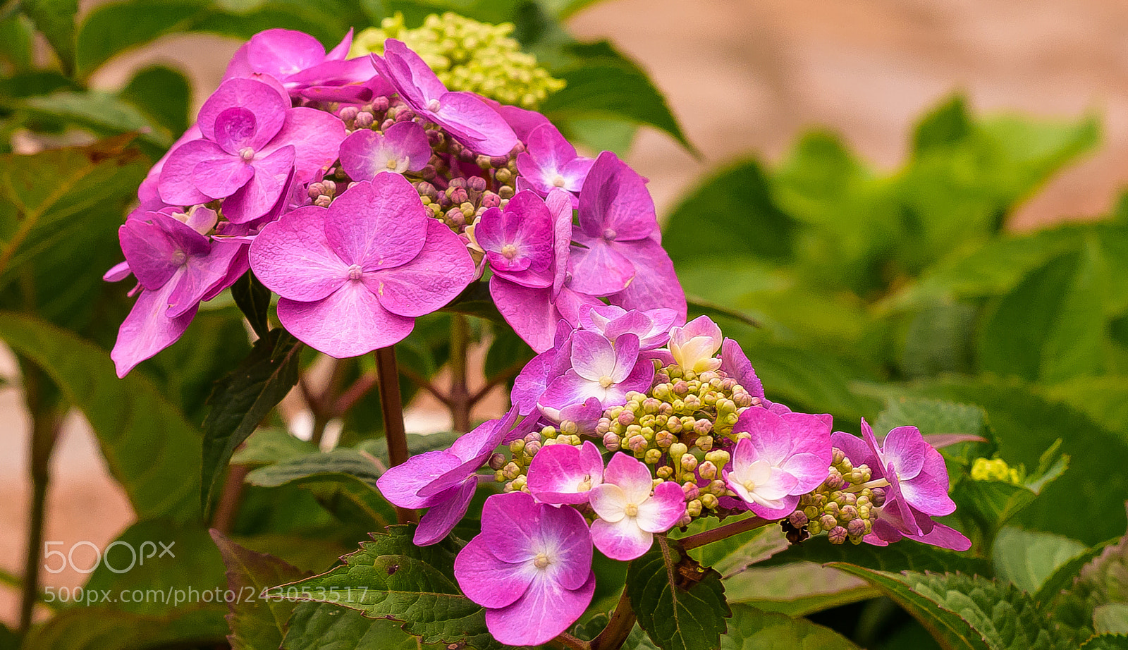 Nikon D810 sample photo. Hydrangea photography