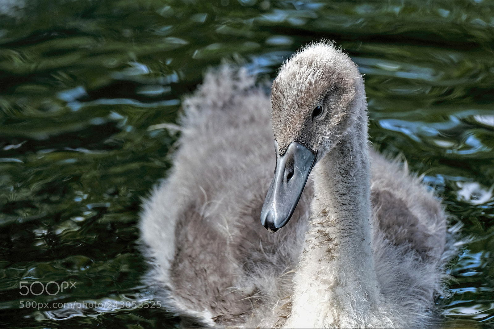 Fujifilm X-T2 sample photo. Baby swan photography