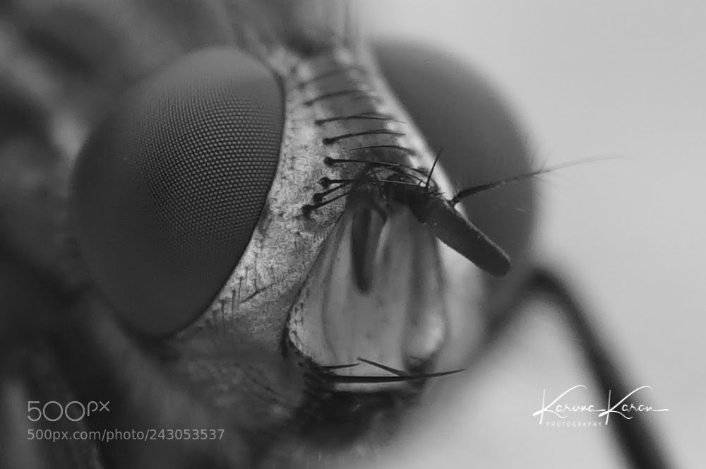 Sony a99 II sample photo. B&w macro !! photography