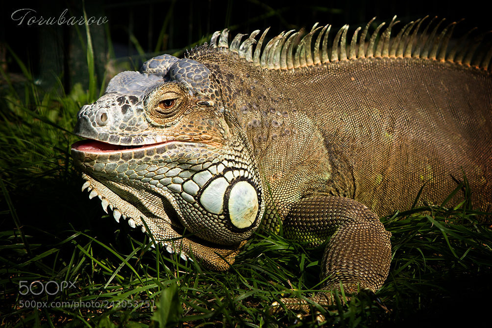 Canon EOS 5D sample photo. Iguana photography