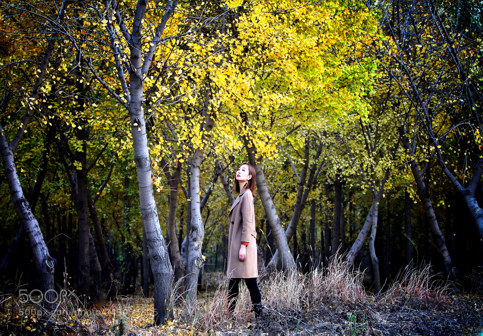 Canon EOS 50D sample photo. 晚秋暮光 photography