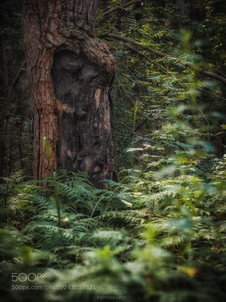 Olympus OM-D E-M1 sample photo. Tree trunk photography