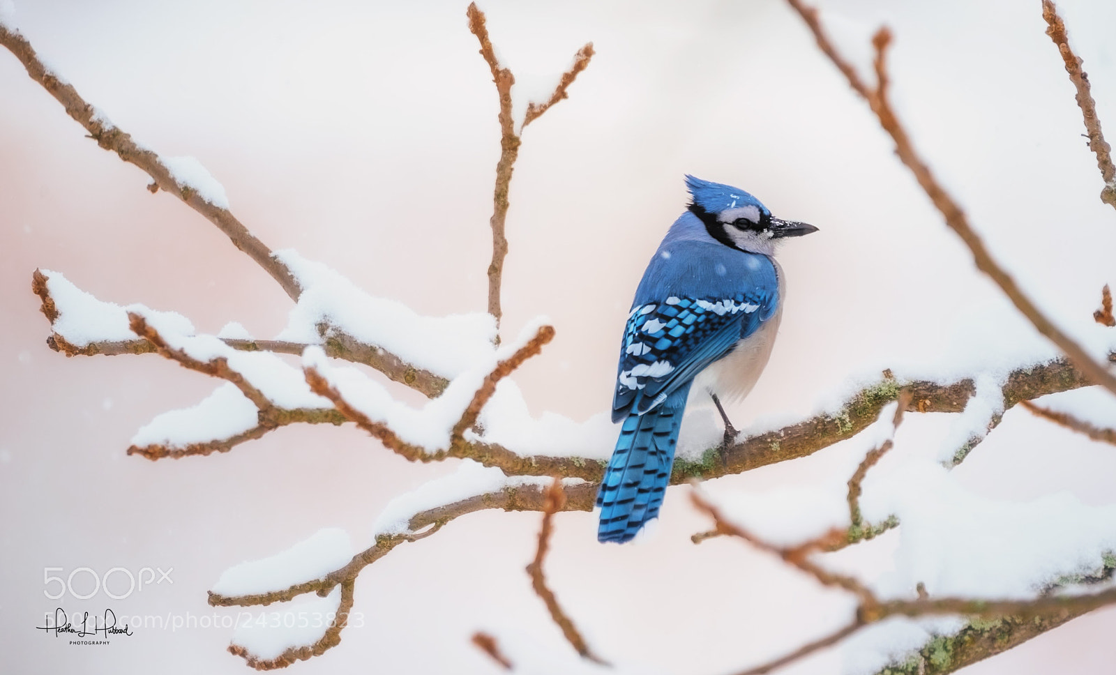 Nikon D810 sample photo. Blue feathers photography