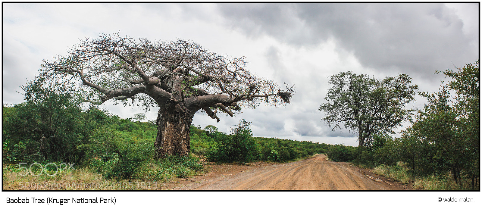 Canon EOS 550D (EOS Rebel T2i / EOS Kiss X4) sample photo. Baobab tree photography
