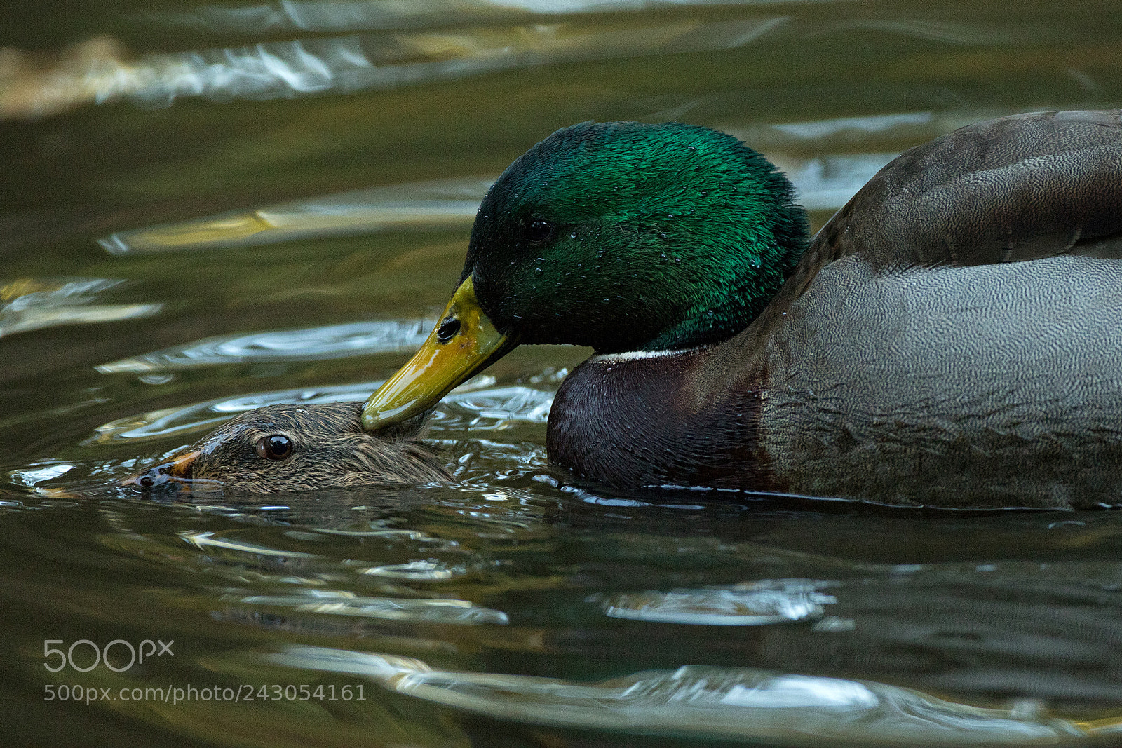 Canon EOS 7D Mark II sample photo. Mallard coupling whirl photography