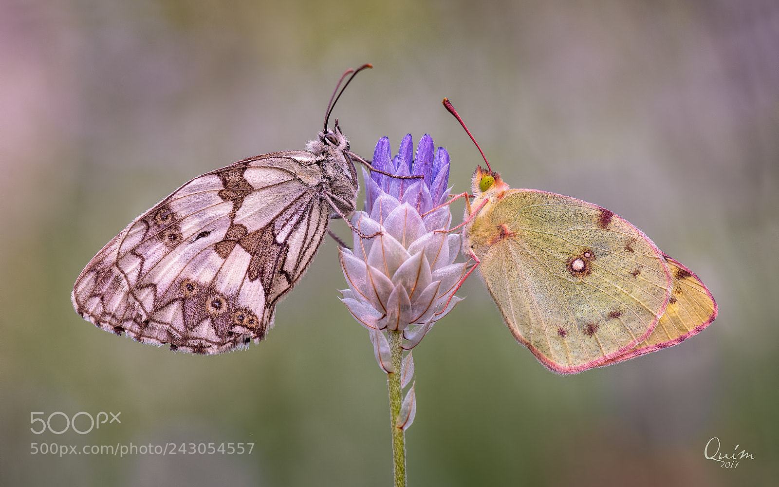 Nikon D7100 sample photo. Melanargia & colias photography