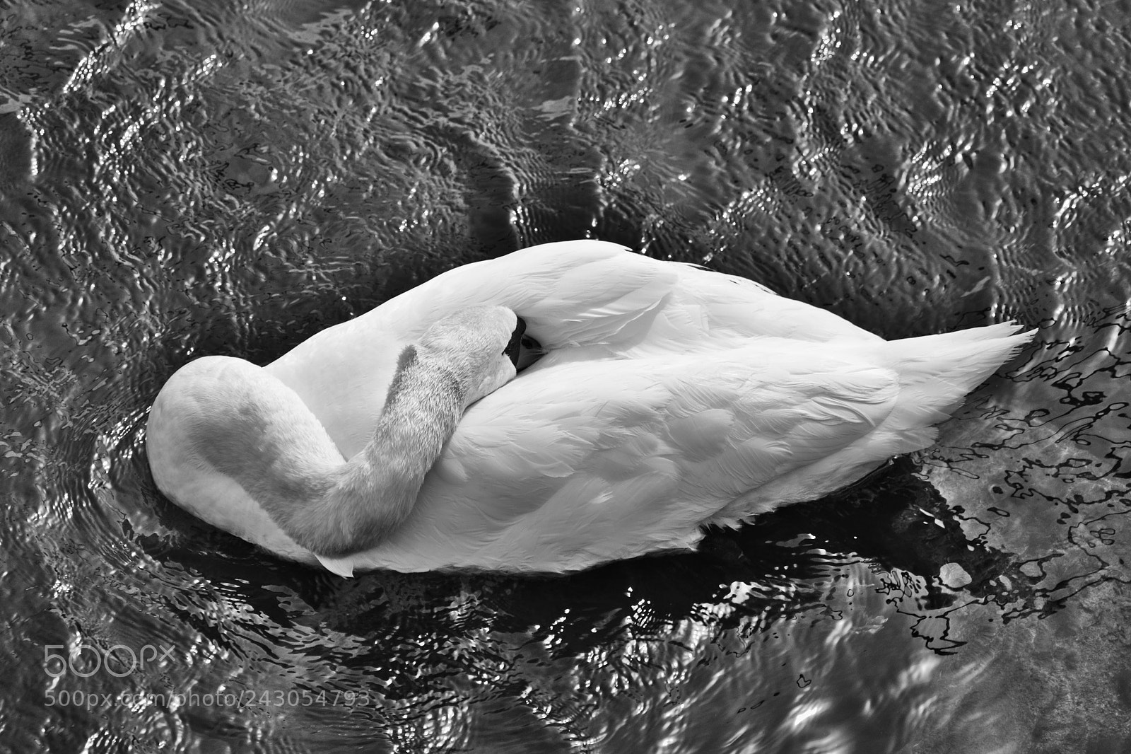 Nikon D3100 sample photo. Tranquility in black & white photography