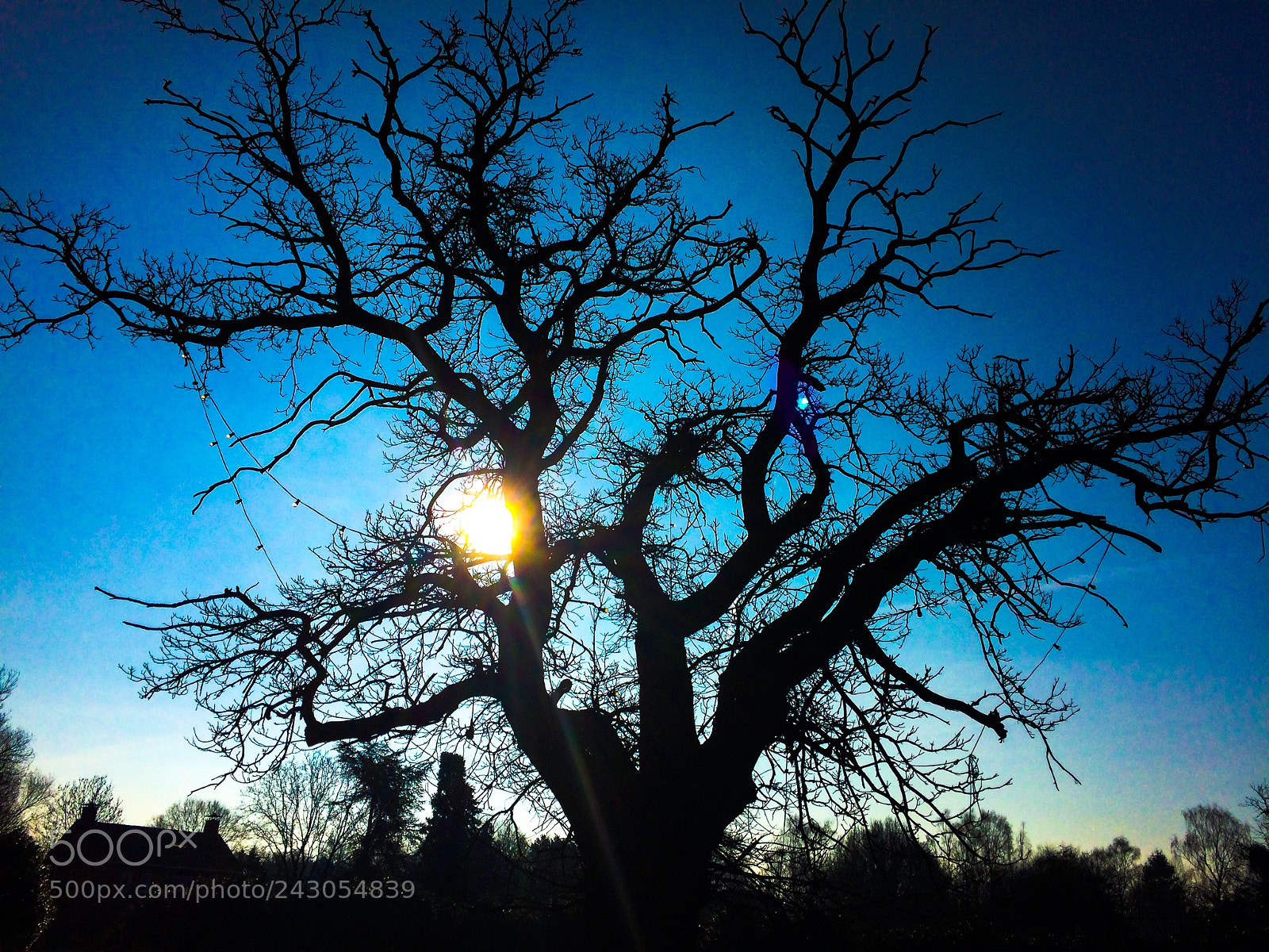 Apple iPhone 5s sample photo. Tree ii photography