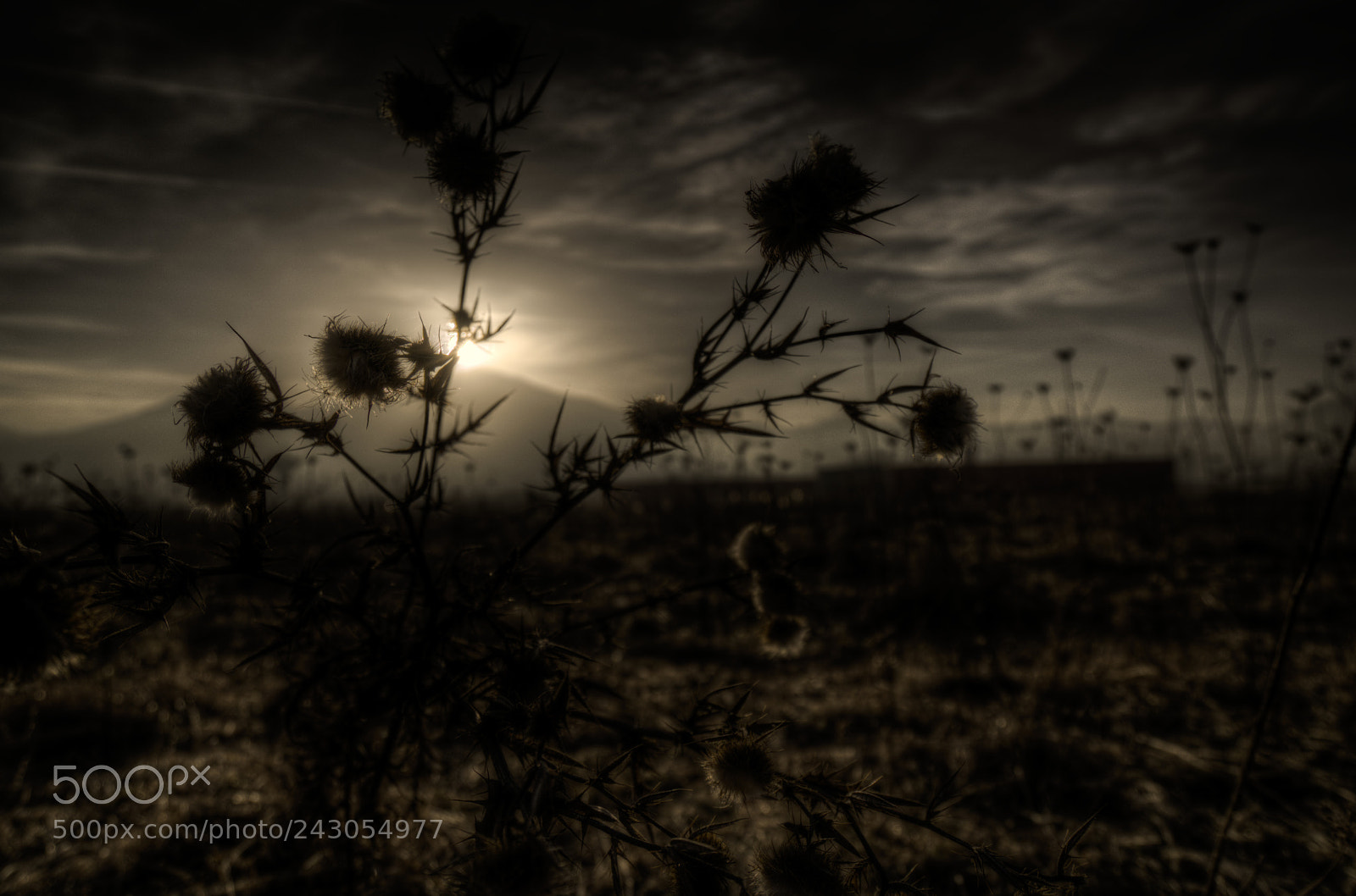 Sony a7R II sample photo. Thistle in the twilight photography