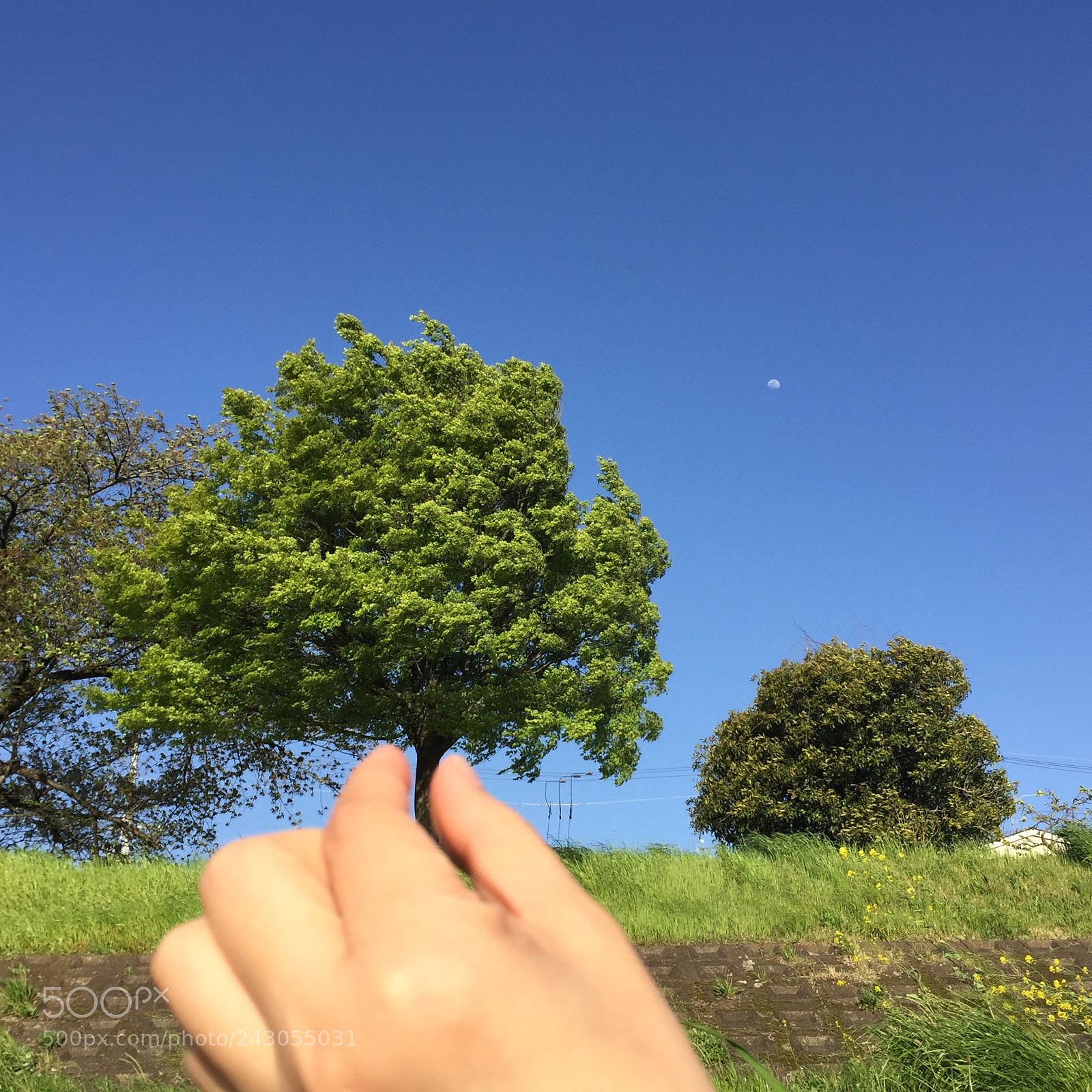 Apple iPhone 6 sample photo. Picking tree photography