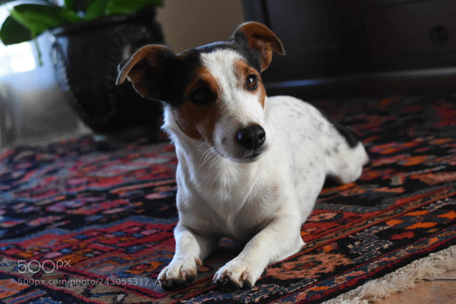 Nikon D3400 sample photo. My wonderful dog! photography