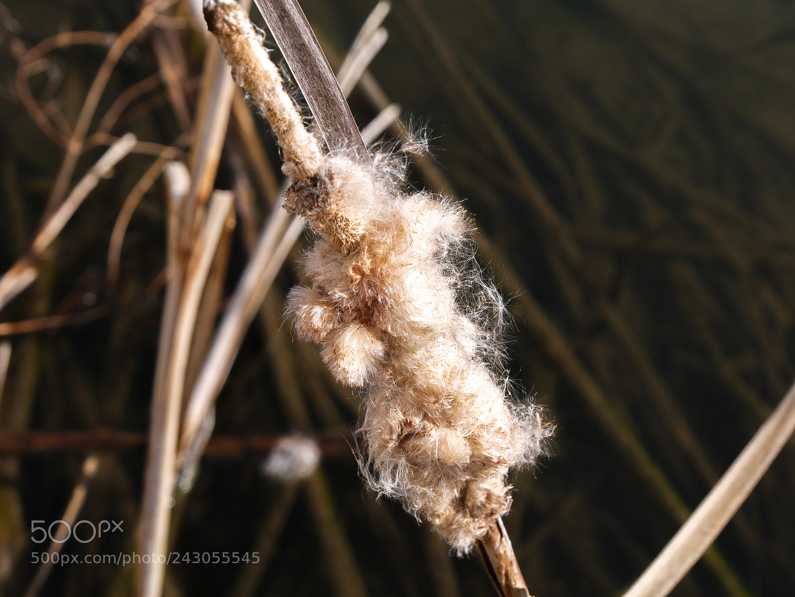 Panasonic DMC-G70 sample photo. Natural cotton candy photography