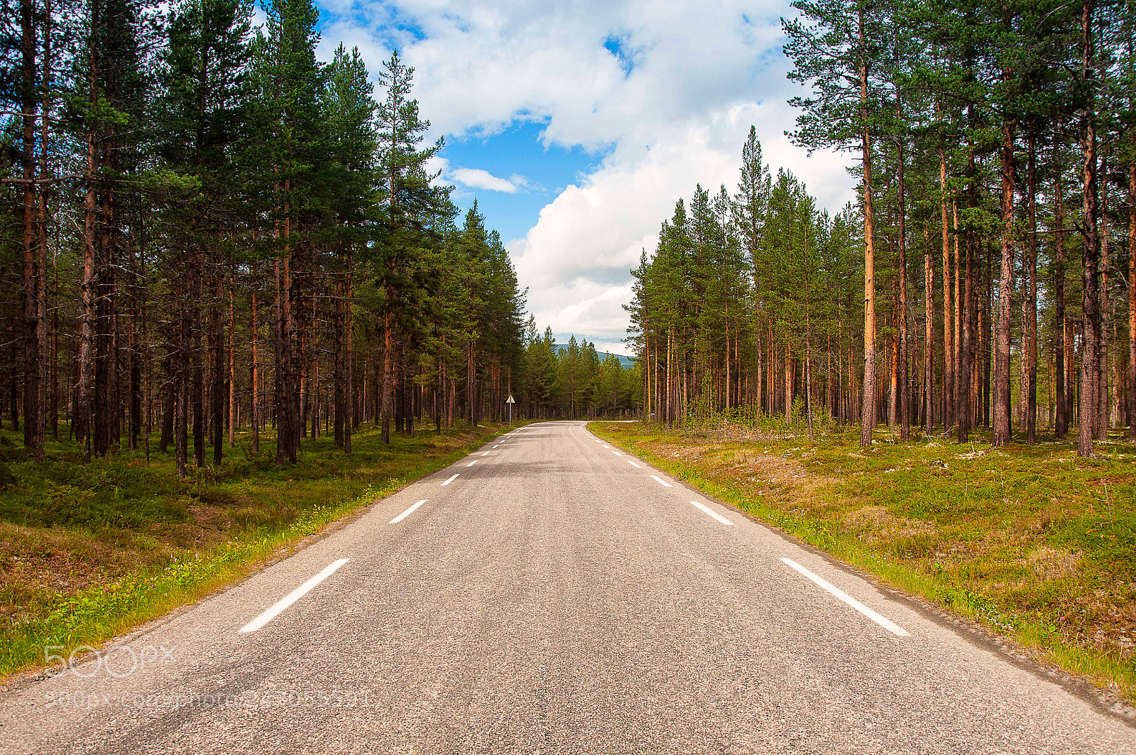 Nikon D90 sample photo. Forest road in norway photography