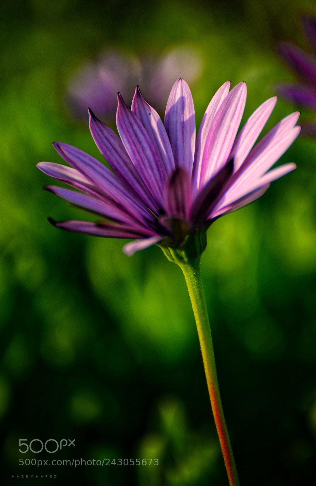Nikon D610 sample photo. Open up .. photography