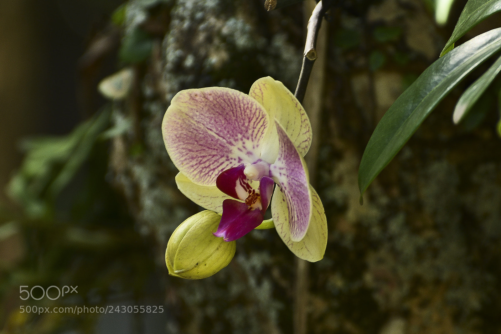 Nikon D7100 sample photo. Close para uma estrela. photography