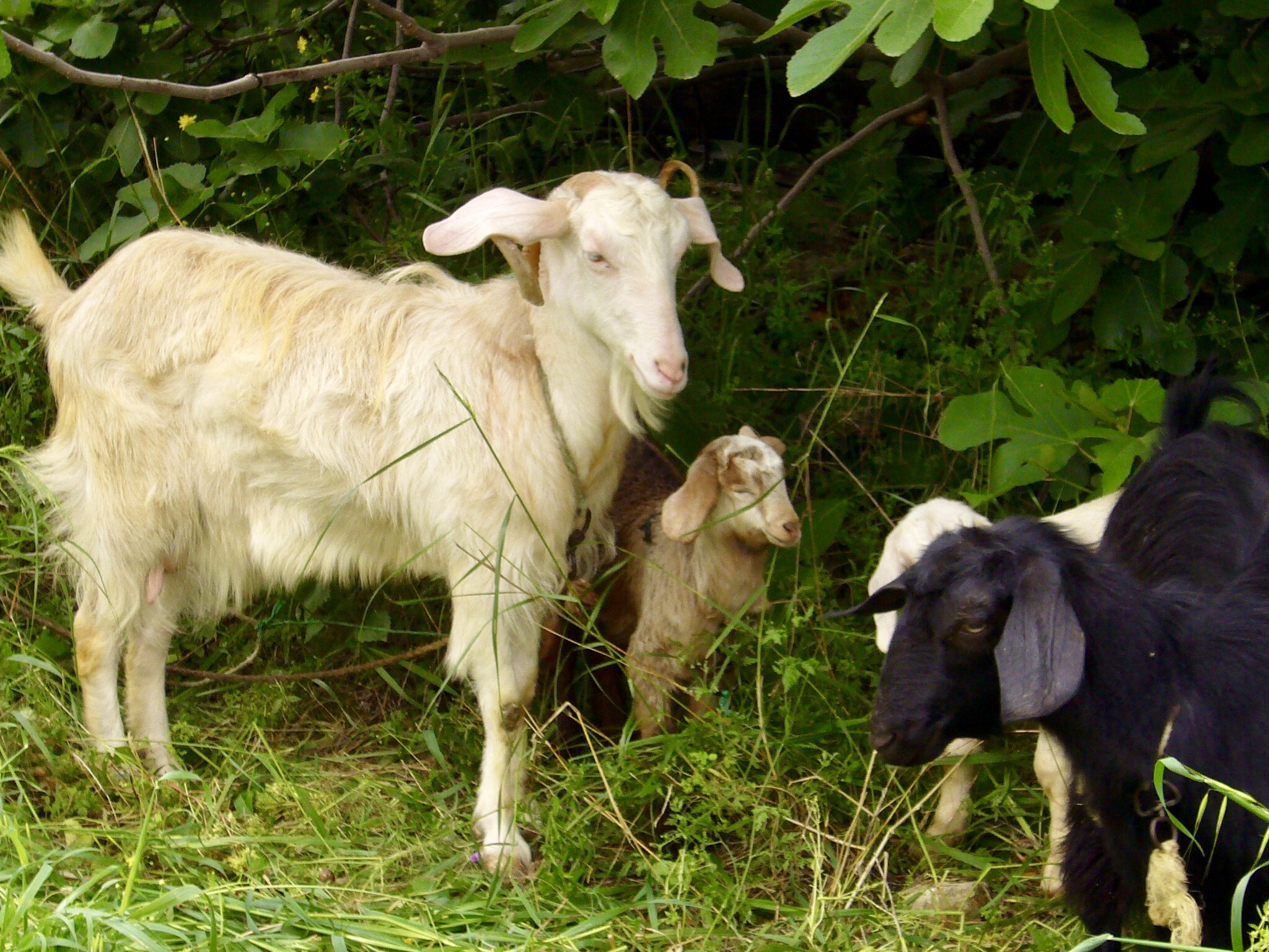 Panasonic DMC-FX9 sample photo. Goat family photography