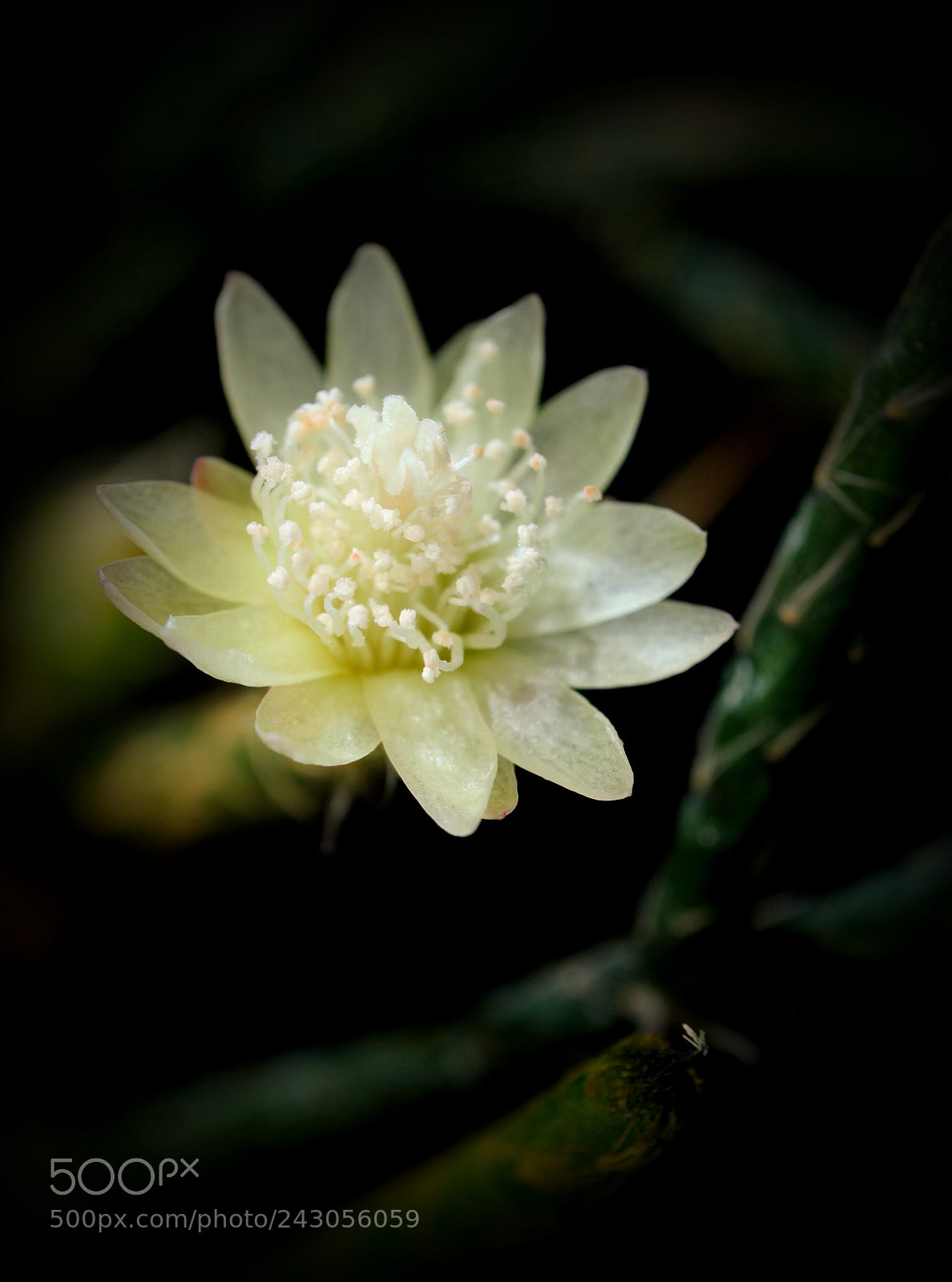 Nikon D3000 sample photo. Rhipsalis pilocarpa flower photography