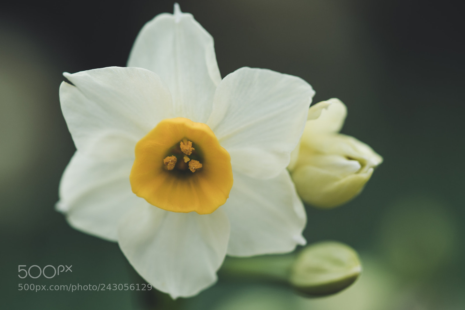 Sony a7 II sample photo. Narcissus photography