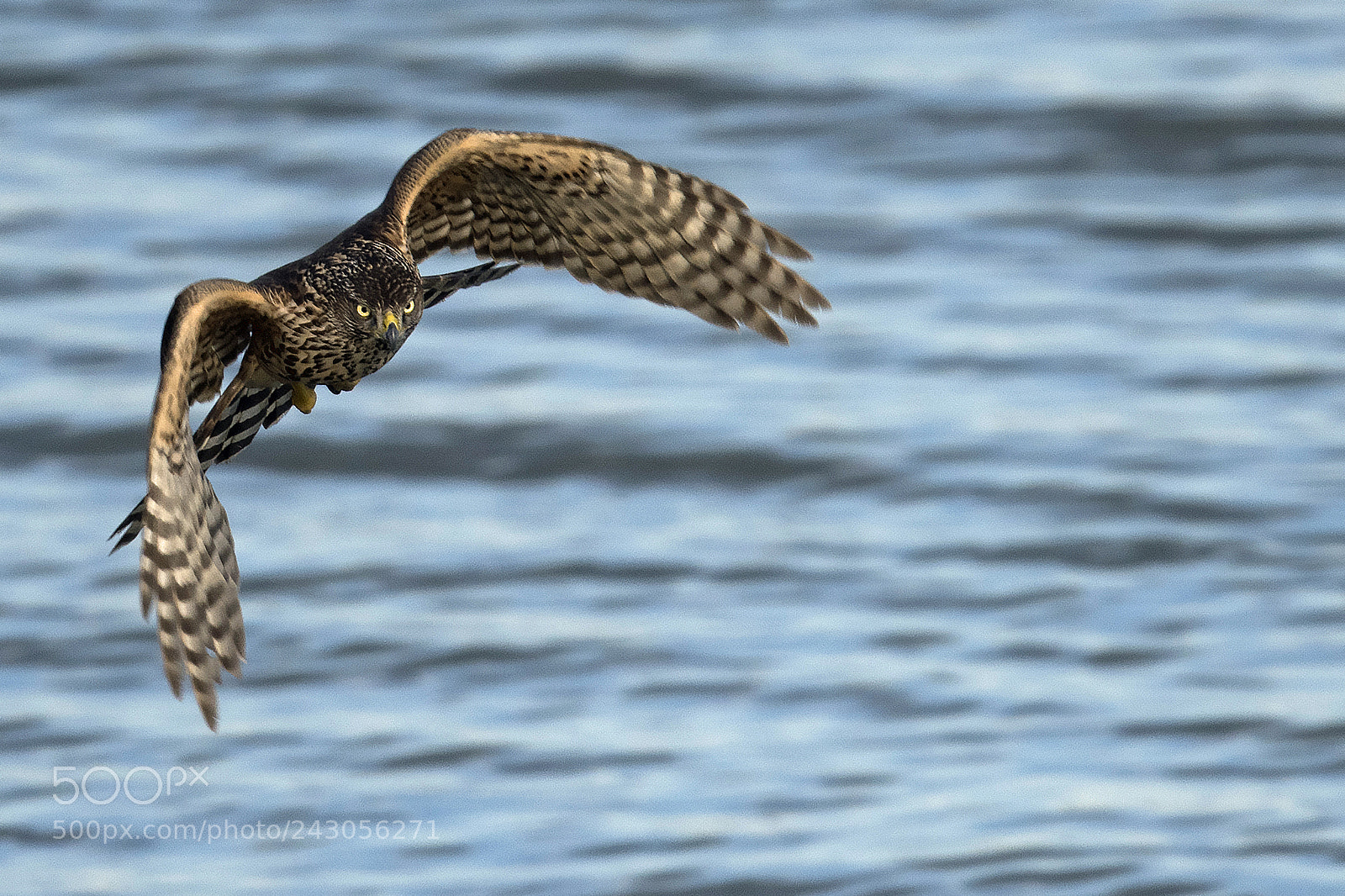 Nikon D850 sample photo. A young goshawk photography