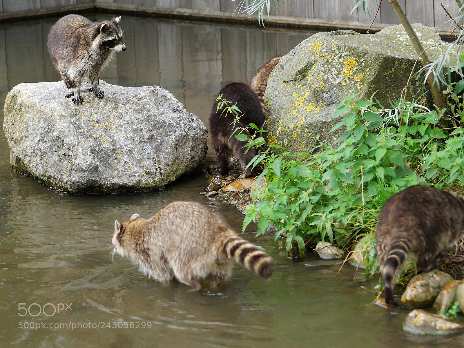 Sony SLT-A99V sample photo. Wasberen photography